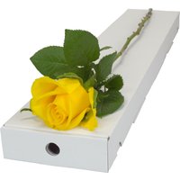Letterbox Single Yellow Rose