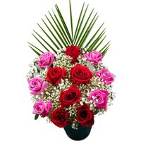 12 Red and Pink Roses