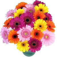 20 Gerbera Daisies