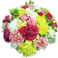 Classic Carnations - 18 stems