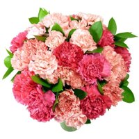 Pink Carnations - 24 stems