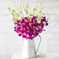 Oriental Orchids