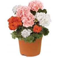 Geranium Savannah 1 Pre-Planted Container