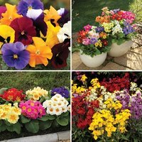 Bedding Bonanza Autumn Mixed Pack 280 Ready Plants