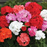 Geranium Parade 100 Plug Plants + 10 Free Sachets Accelerata