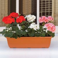 Geranium Savannah 1 Pre-Planted Trough