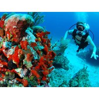 Scuba Diving in Cancun