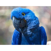 Loro Parque Tickets