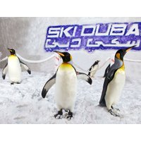 Penguin Encounter at Ski Dubai