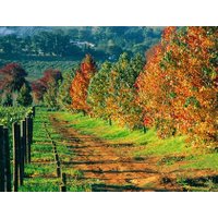Lake Garda Wine and Grapa tour